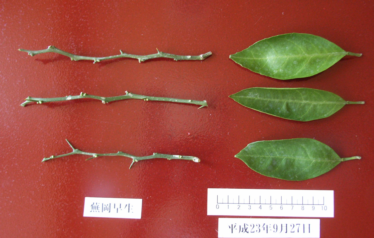 果实 (MAFF, Japan)