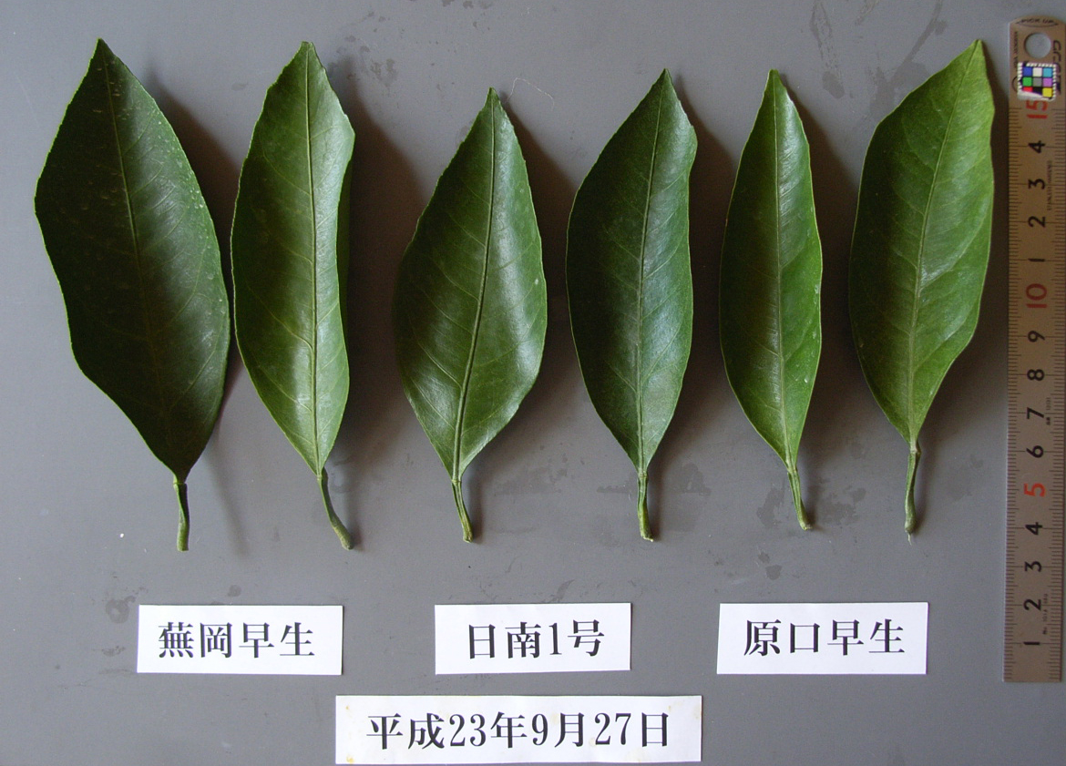 果实 (MAFF, Japan)