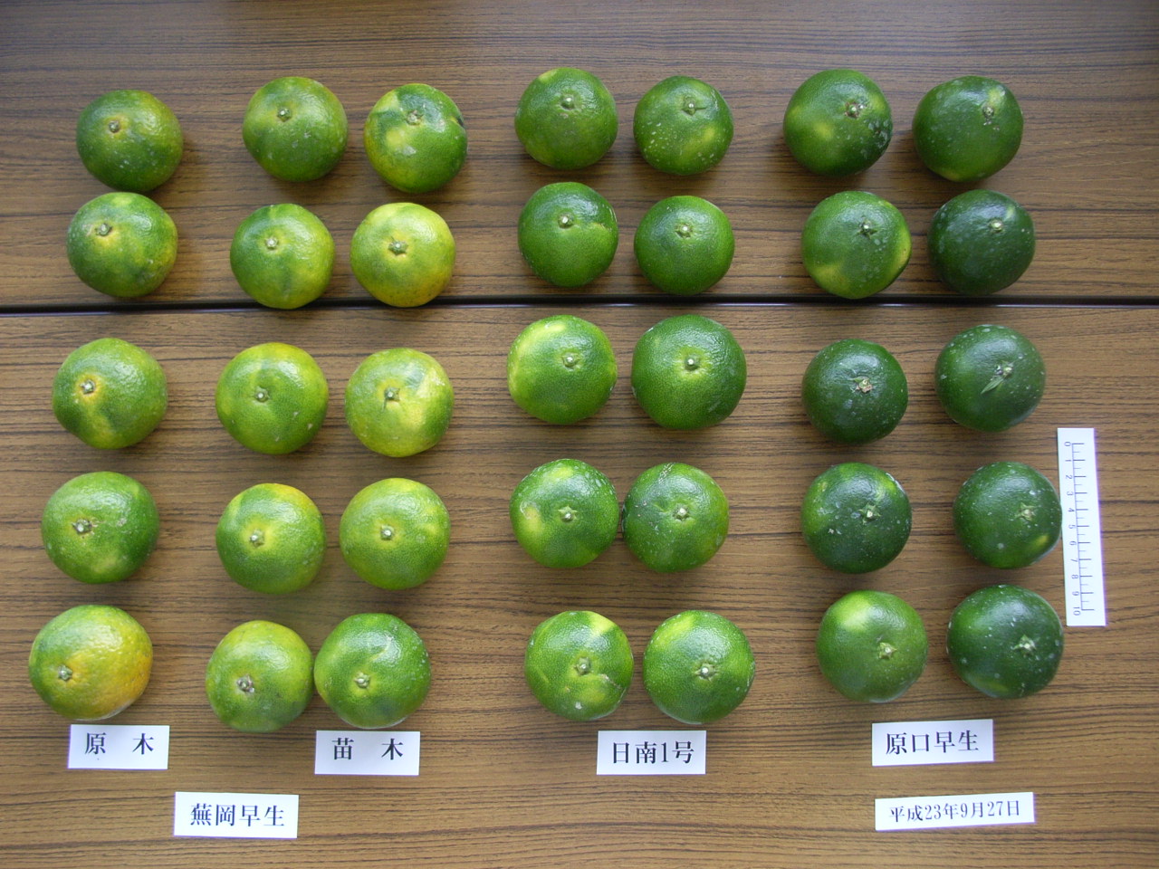 树体 (MAFF, Japan)