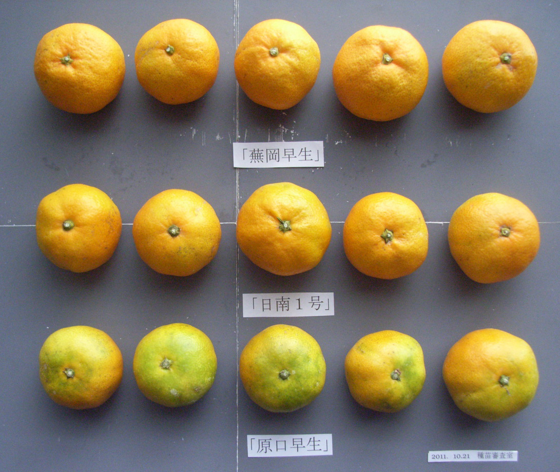 果实 (MAFF, Japan)