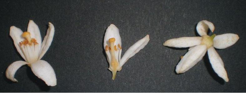 果实 (MAFF, Japan)