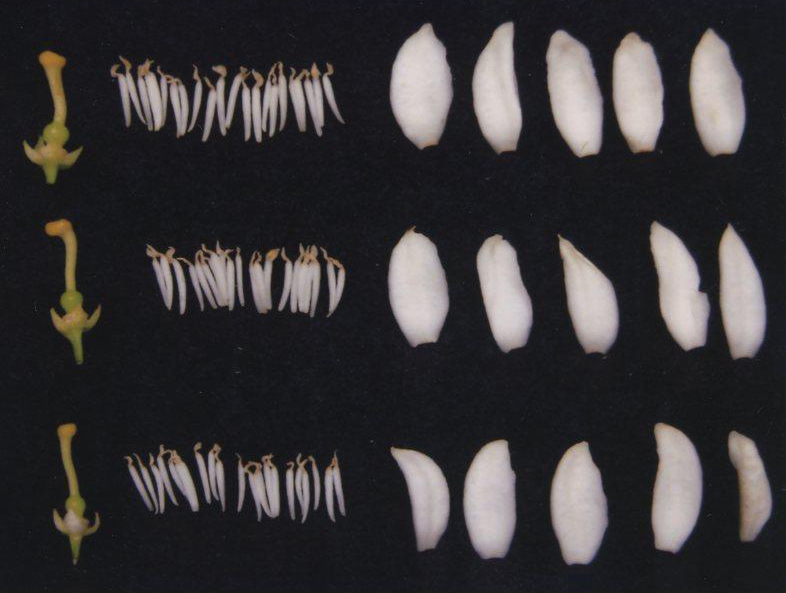 果实 (MAFF, Japan)