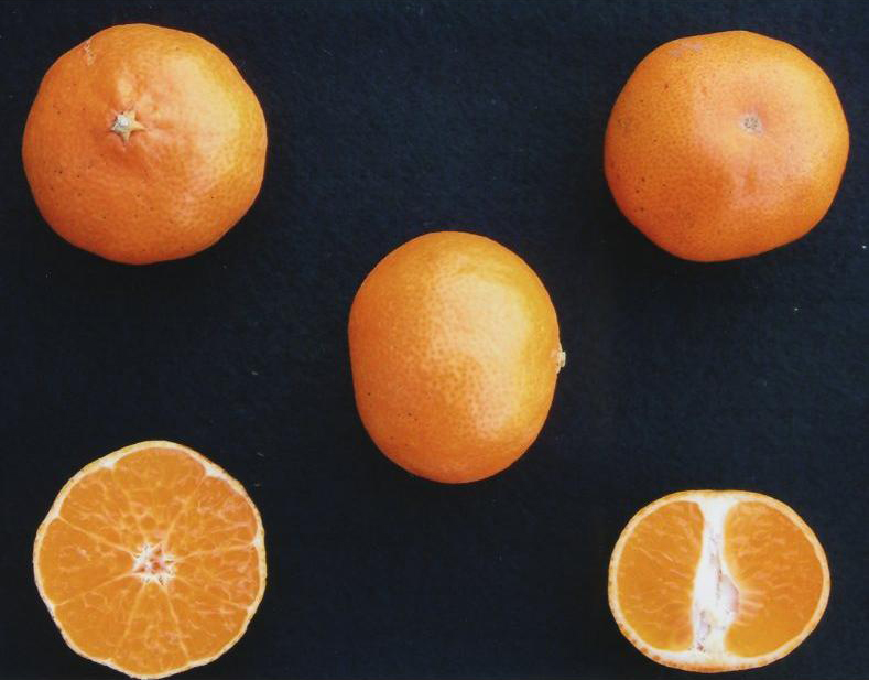 果实 (MAFF, Japan)