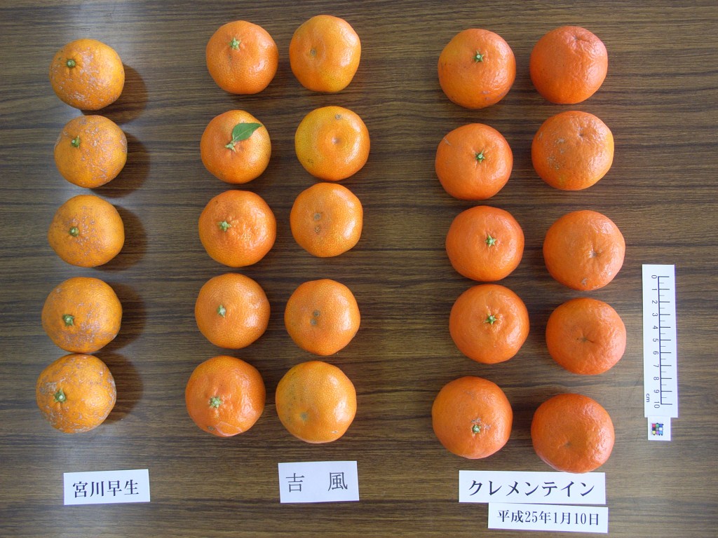 果实 (MAFF, Japan)