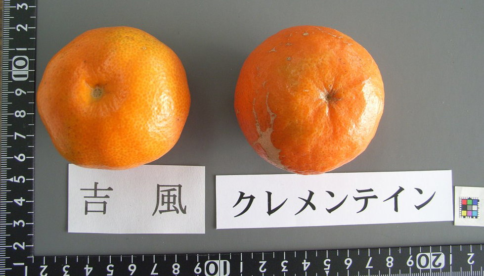 果实 (MAFF, Japan)