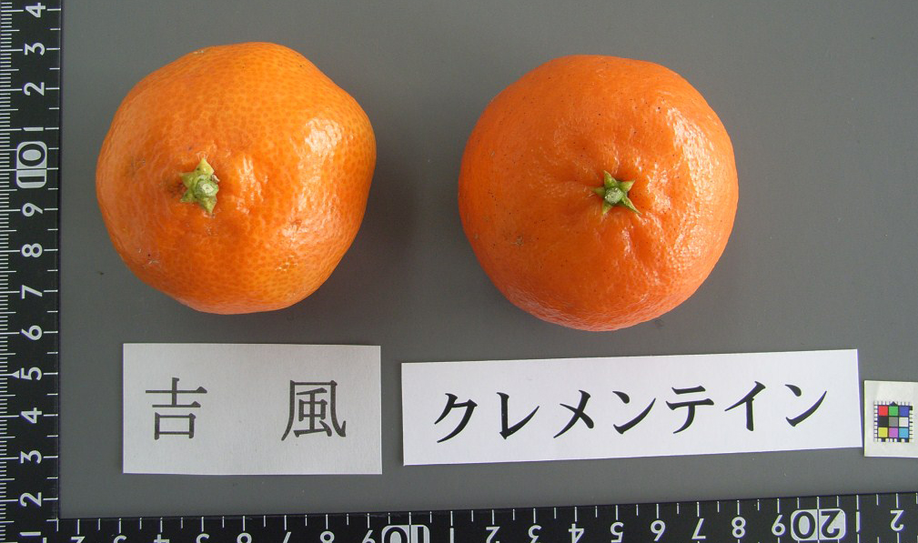 果实 (MAFF, Japan)