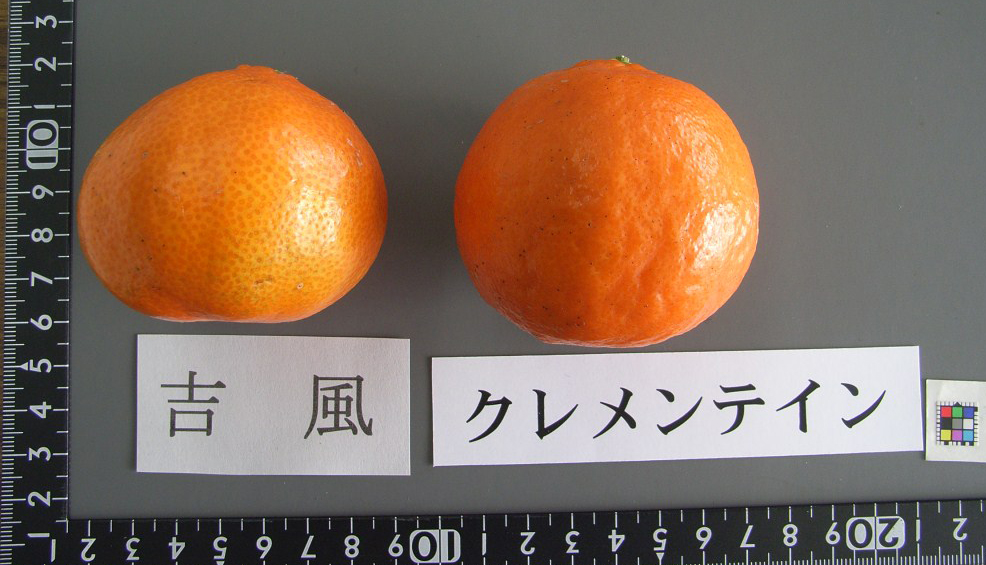 树体 (MAFF, Japan)