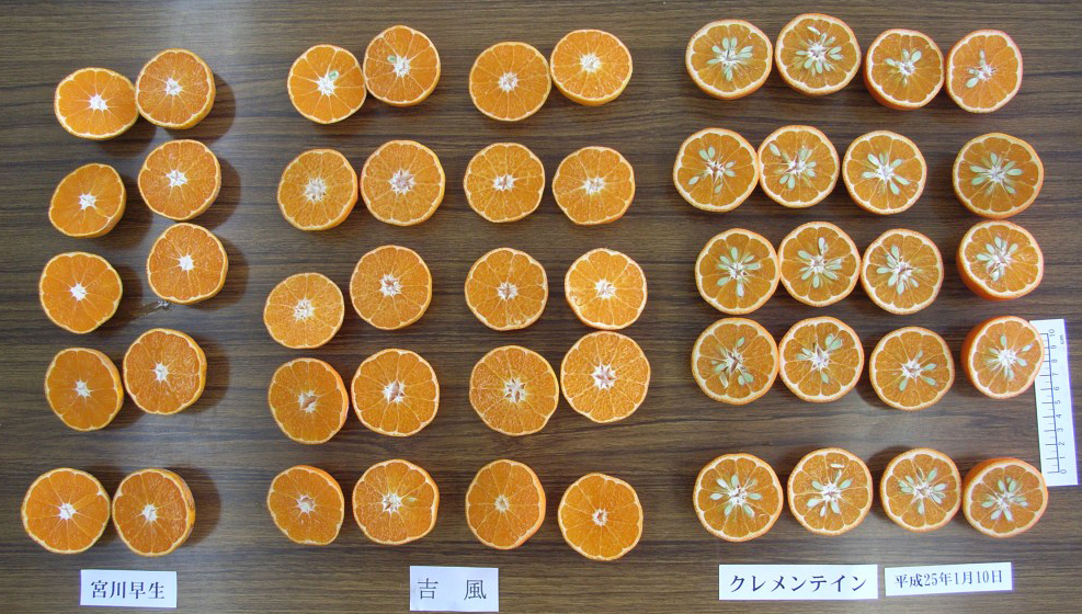 果实 (MAFF, Japan)