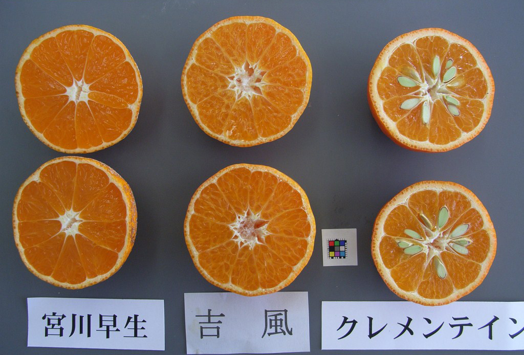 果实 (MAFF, Japan)