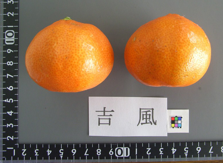 果实 (MAFF, Japan)