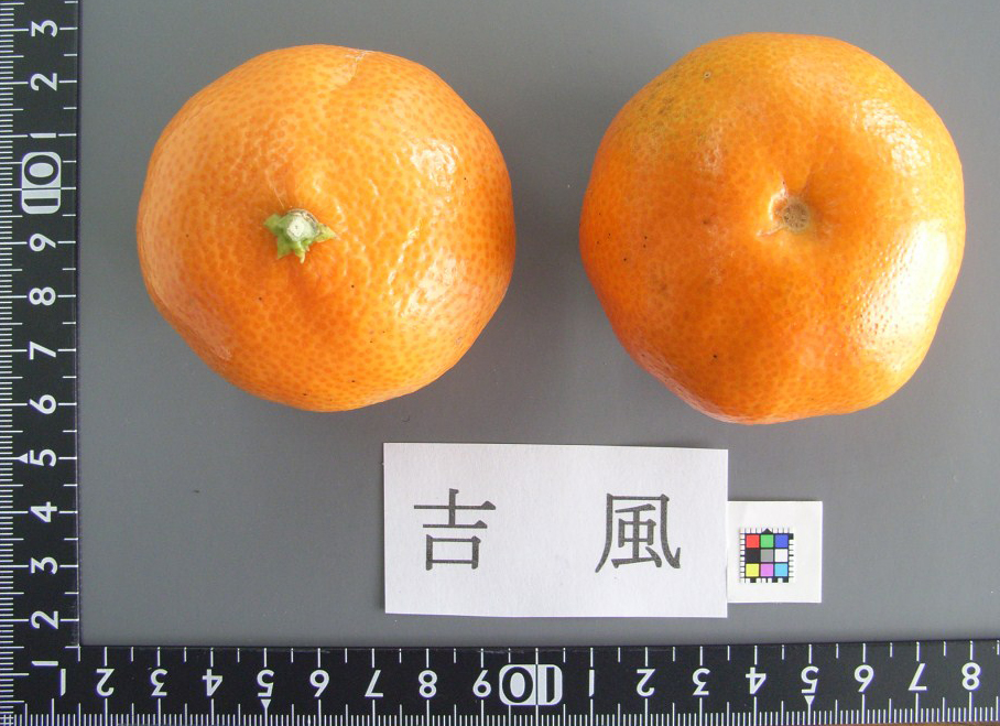 树体 (MAFF, Japan)