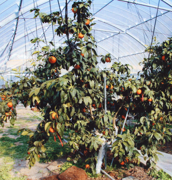 树体 (MAFF, Japan)