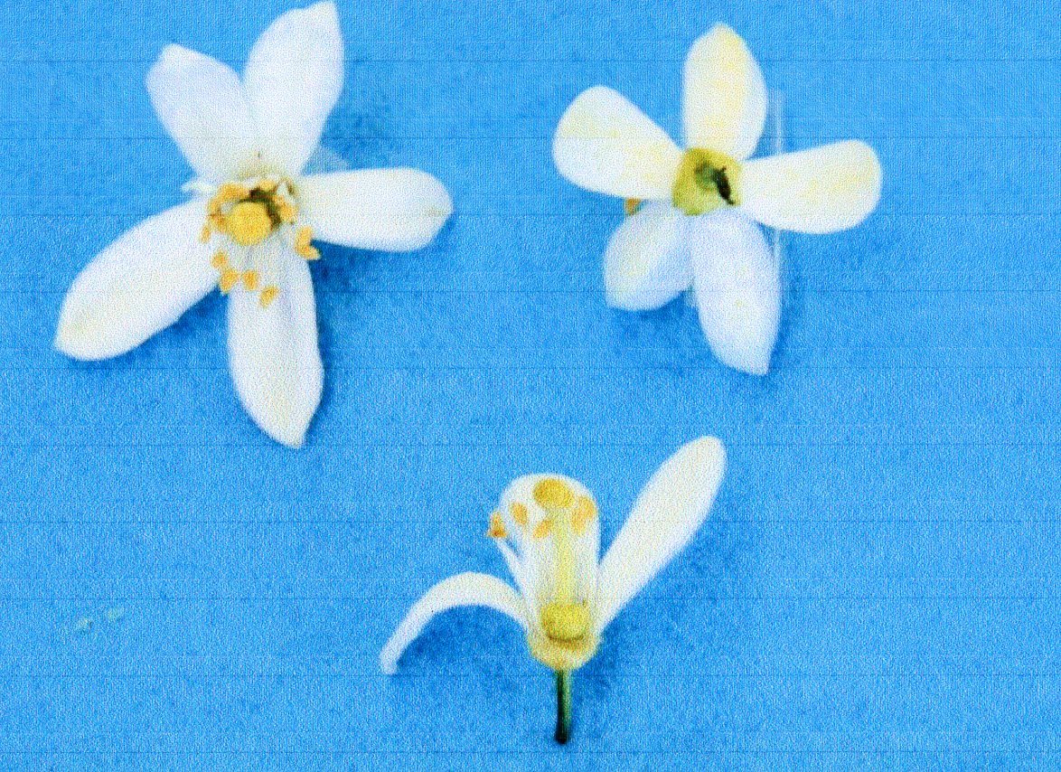 果实 (MAFF, Japan)