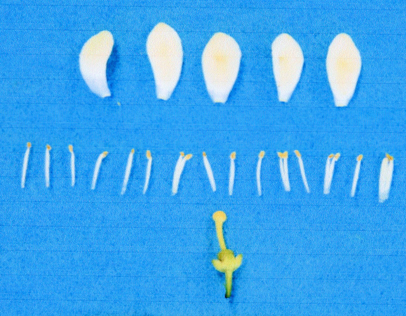 果实 (MAFF, Japan)