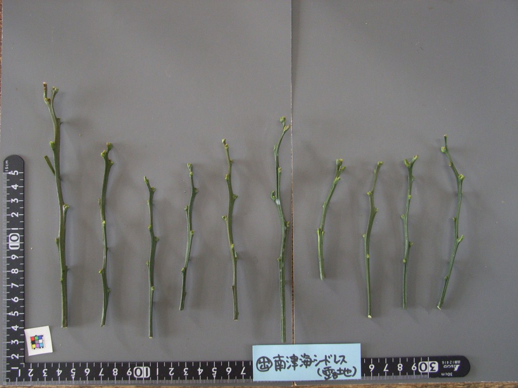 果实 (MAFF, Japan)