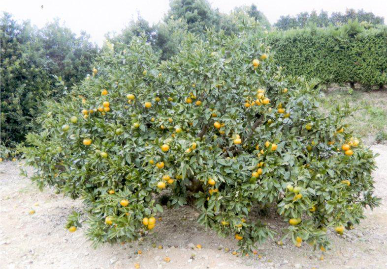 树体 (MAFF, Japan)