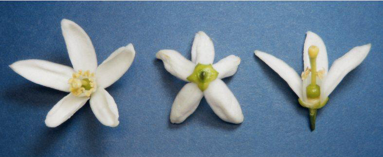 果实 (MAFF, Japan)