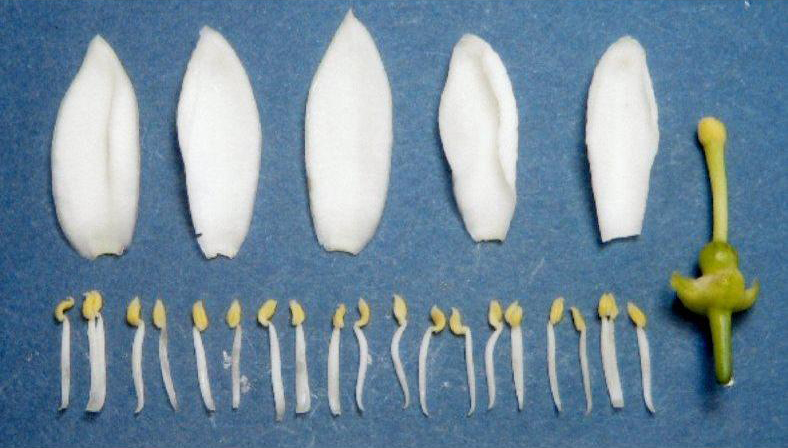 果实 (MAFF, Japan)