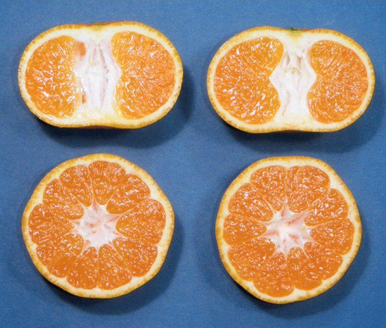 果实 (MAFF, Japan)