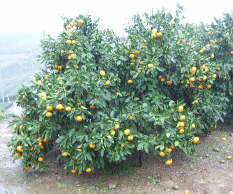 树体 (MAFF, Japan)