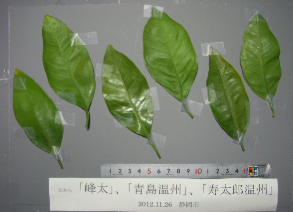 果实 (MAFF, Japan)