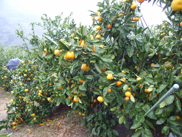 果实 (MAFF, Japan)