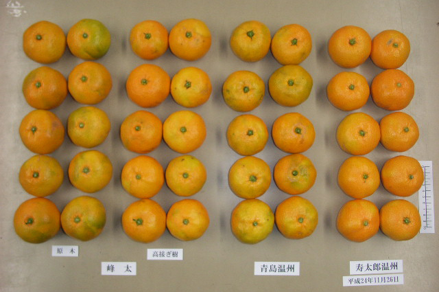 果实 (MAFF, Japan)