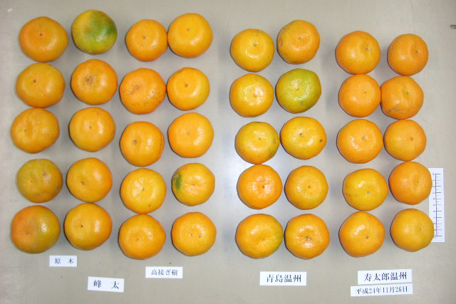 果实 (MAFF, Japan)