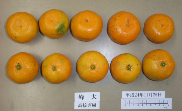 果实 (MAFF, Japan)