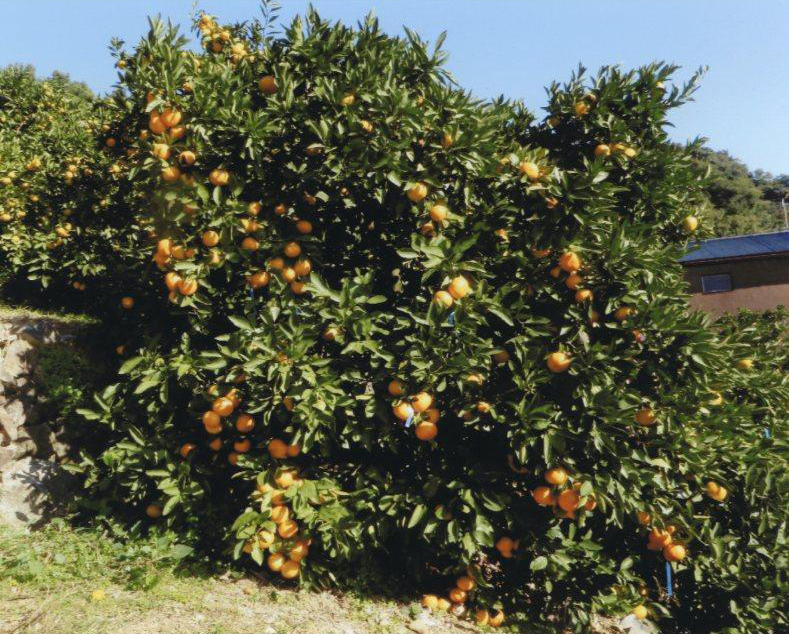 树体 (MAFF, Japan)