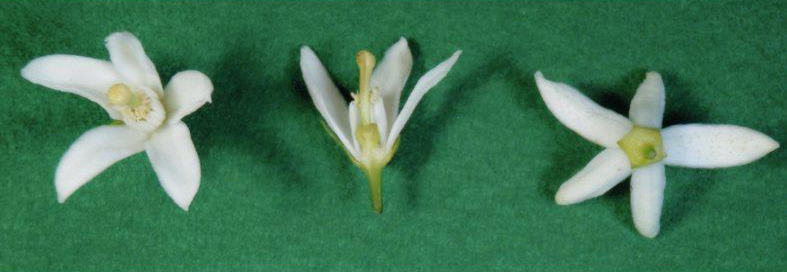 果实 (MAFF, Japan)