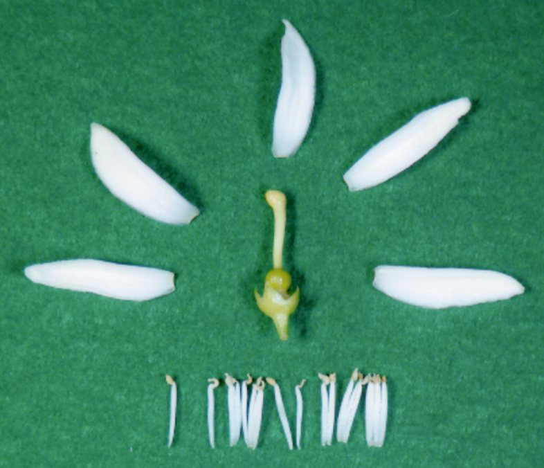 果实 (MAFF, Japan)