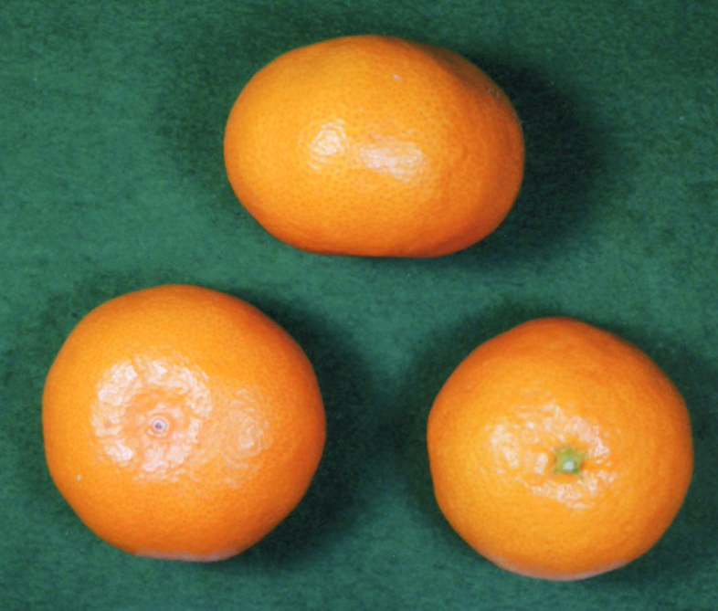 果实 (MAFF, Japan)