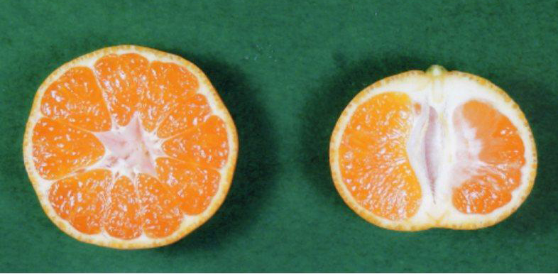 果实 (MAFF, Japan)