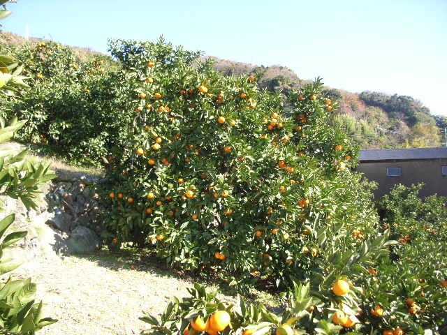 树体 (MAFF, Japan)