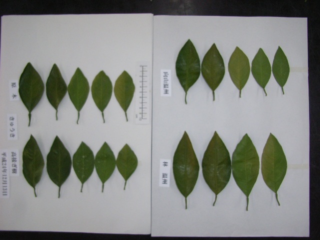 果实 (MAFF, Japan)