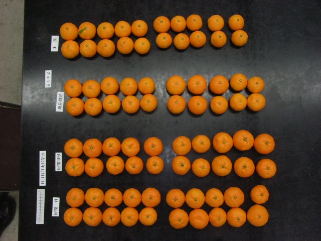 果实 (MAFF, Japan)