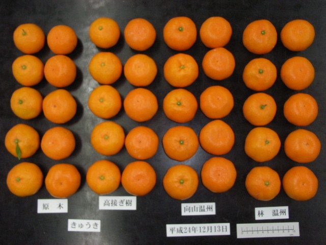 果实 (MAFF, Japan)