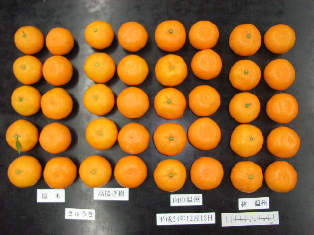 果实 (MAFF, Japan)