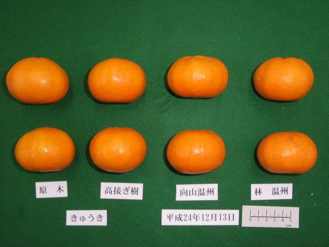 树体 (MAFF, Japan)