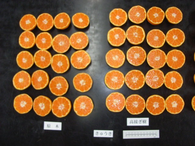 果实 (MAFF, Japan)