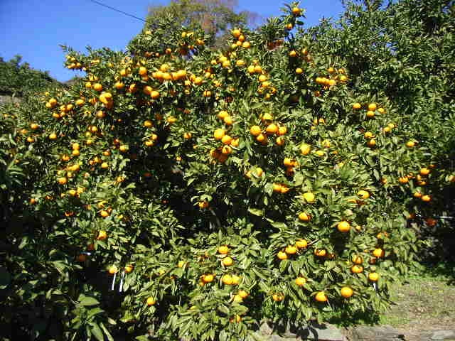 果实 (MAFF, Japan)