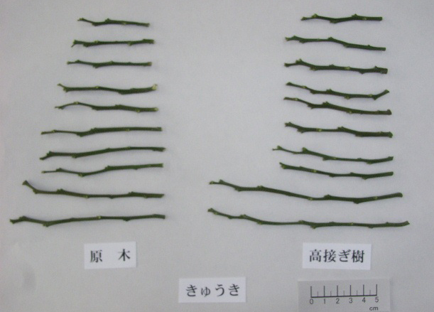 果实 (MAFF, Japan)