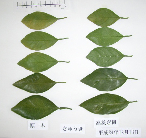 果实 (MAFF, Japan)