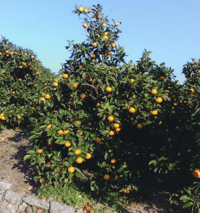 树体 (MAFF, Japan)