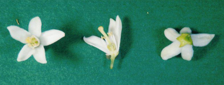 果实 (MAFF, Japan)