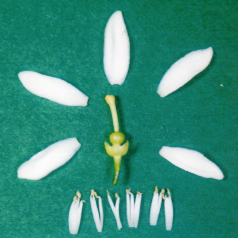 果实 (MAFF, Japan)