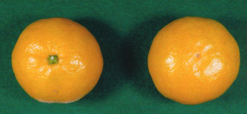 果实 (MAFF, Japan)