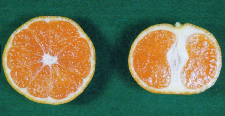 果实 (MAFF, Japan)