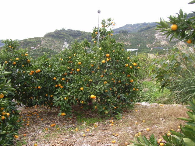 树体 (MAFF, Japan)